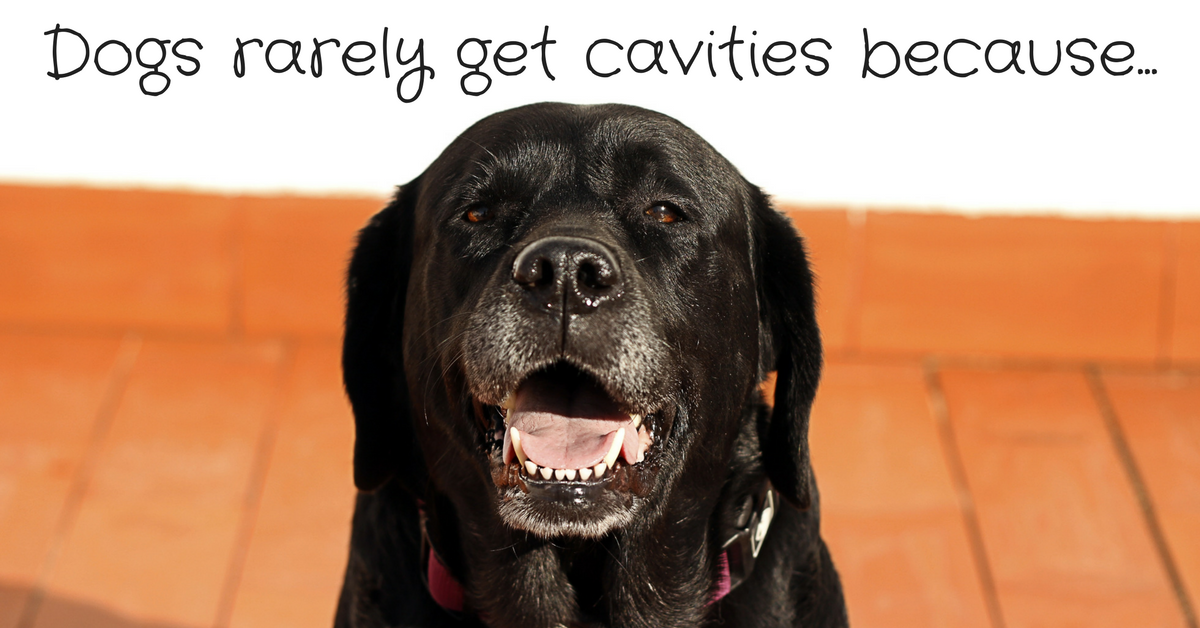 11 Fun Facts about Animal and Human Teeth – Knowlton Dental Elizabethtown PA
